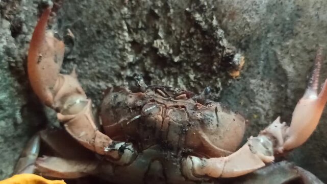 Gecarcinucoidea in the garden