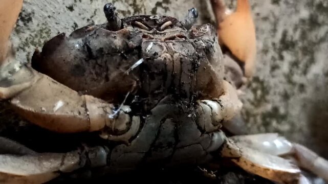 Gecarcinucoidea in the garden