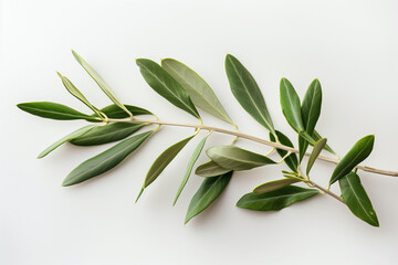 A single olive branch with vibrant green leaves against a clean white background. Perfect for minimalist and nature-inspired designs.