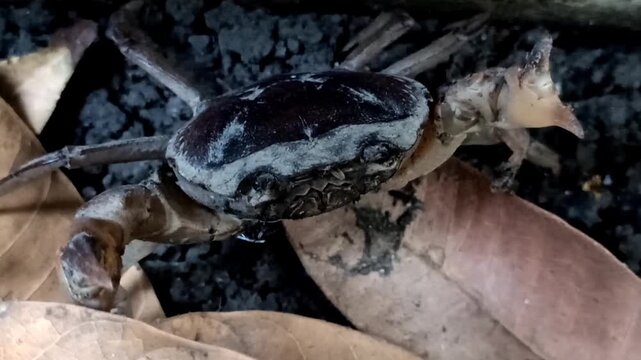 Gecarcinucoidea in the garden