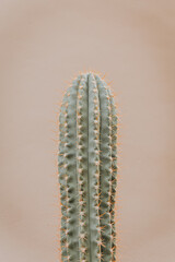 Close-Up of Cactus Against Neutral Background

