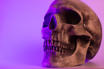 The artificial skull sits ominously, its hollow eyes and gaping mouth creating an eerie presence. This realistic-looking skull would make a chilling Halloween decoration, perfectly capturing the spook