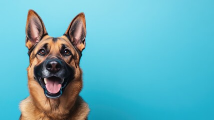 Obraz premium Close-up of a happy German Shepherd dog with a blue background, providing clear space for text or branding.