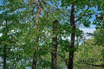 Bat box on a tree at the lake