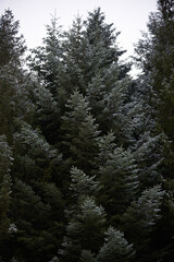 Fototapeta premium growing trees in Ukraine
