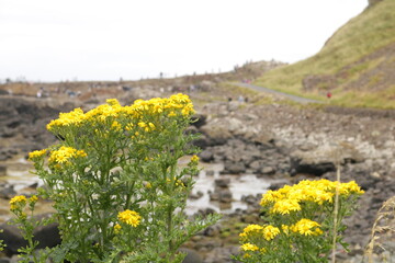 Obraz premium yellow flowers in the field