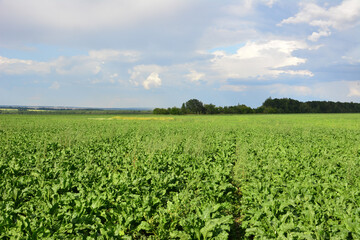 a field of soybeans with a blue sky in the background