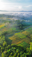 Fototapeta premium Drone view of beautiful countryside with rice fields plantation. Nature background and wallpaper. 