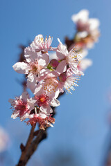 Cherry blossom 9