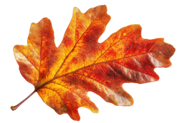 A vibrant autumn leaf showcasing rich hues of orange and red, ideal for nature-themed designs and seasonal projects.