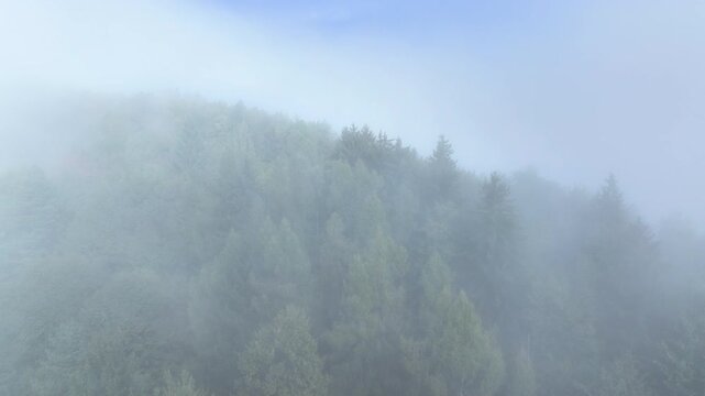 AERIAL: Dense fog envelops forested hills, creating a mysterious and tranquil atmosphere. Lush forest greenery is partially obscured by the mist, enhancing the ethereal beauty of autumn landscape.