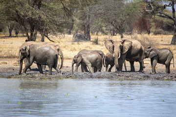 Obraz premium A herd of African elephants using mud to stay cool at the edge of in a lake at Tarangire National Park, Kwa Kuchinia, Tanzania