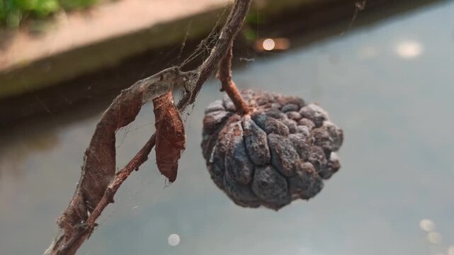 Dried Annona squamosa