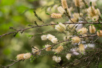 Melaleuca ericifolia (swamp paperbark) flowers on tree in spring Arboretum Park Southern Cultures in Sirius (Adler) Sochi. Paperbark tree (Tea tree) flowering with white bottlebrush blooms.