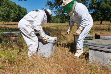 Two beekeepers checking bee panels