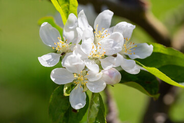 Fototapeta premium A blooming apple tree. Pink and white apple blossoms on a branch in spring. Floral spring and summer background.
