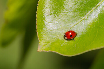 Ladybug crawls on a green leaf