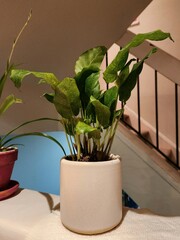 HOUSEPLANT