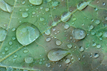Raindrops magnify the veins of a fallen maple leaf following a late afternoon shower in mid-July