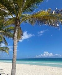 palm tree on the beach
