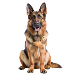 german shepherd dog, transparent background