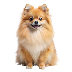 pomeranian spitz puppy, Transparent background