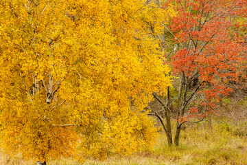 The birch and maples providing contrasting colors in mid-October within the Pike Lake Unit, Kettle Moraine State Forest, Hartford, Wisconsin in mid-October