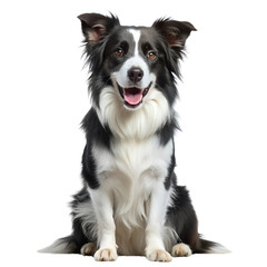 border collie puppy, transparent background