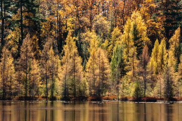 Tamaracks on a small bog lake near Boulder Junction, Wisconsin in mid-October are in various stages of turning colors under the autumn sun