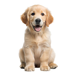 golden retriever puppy, transparent background