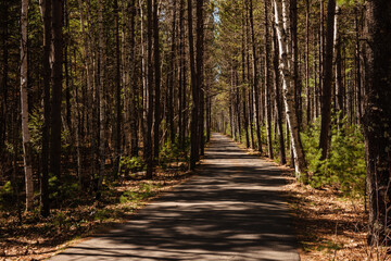 Obraz premium The bike trail through Cyrstal-Muskellunge State Park, Sayner, Wisconsin, Vilas County in early spring (late April)