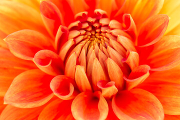 Closeup of vibrant orange and yellow dahlia in autumn
