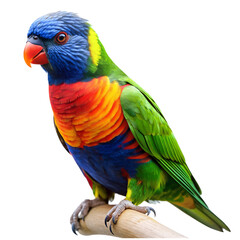 Naklejka premium The Rainbow Lorikeet bird , Transparent background