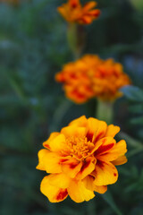 marigold flower close up on green natural blurred background