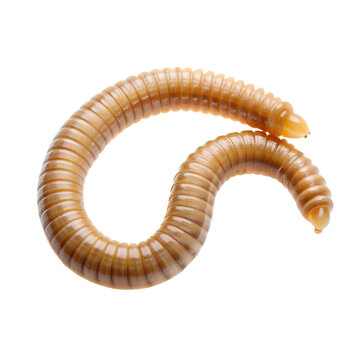Tapeworm