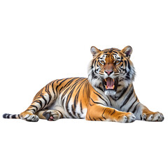 Naklejka premium tiger, Transparent background