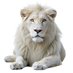 Obraz premium White Lion, Transparent background