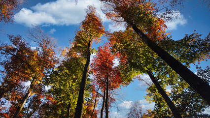 A beautiful autumn day with trees in full bloom