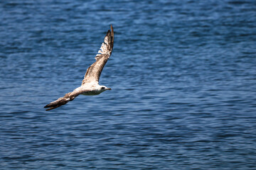 A seagull flies low over the sea. A seagull flies over the Bosphorus. Türkiye, Istanbul.