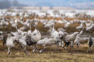 Cranes (grus grus) during a courtship dance and in the background a group of cranes eating and fighting and standing around the lake
