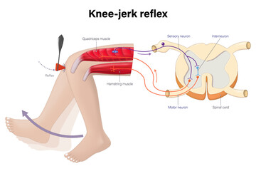 The knee-jerk reflex vector. Reflex action of the leg involves an involuntary response. Sensory neuron, motor neuron and interneuron.