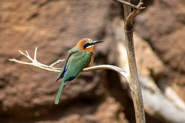 White Fronted Bee Eater on a branch