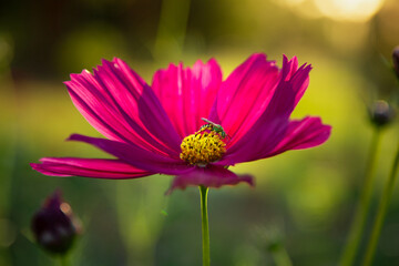 Obraz premium Summer Blooms