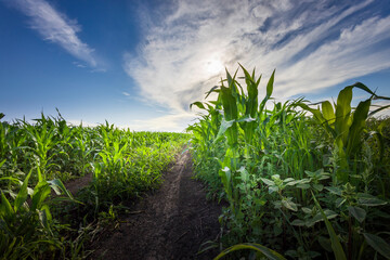 A winding path cuts through towering corn plants, basking in the golden hues of a summer afternoon beneath a vast, dynamic sky.