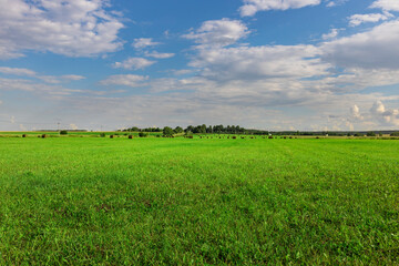A large field of grass with a few trees in the background