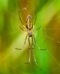 Tetragnatha spider on the web