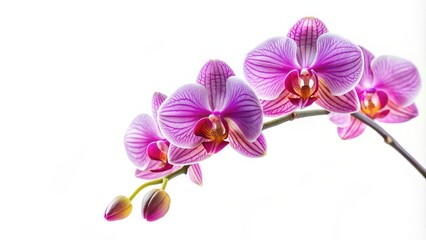 Fototapeta premium Orchid flower isolated on white background, orchid, flower, isolated, white background, blooming, delicate, petals, tropical