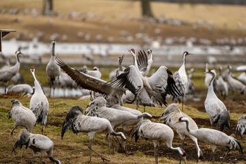 Cranes (grus grus) during a courtship dance and in the background a group of cranes eating and fighting and standing around the lake
