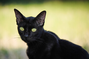 Close up photo of Solid black colored stray cat looking at camera. Empty blank copy text space. Blurred bokeh backgrounds. Concept for world animal day, international cat day, rabies awareness.