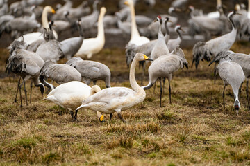 Swan, swans (Cygnus) flapping its wings, cranes (Grus grus) in the background